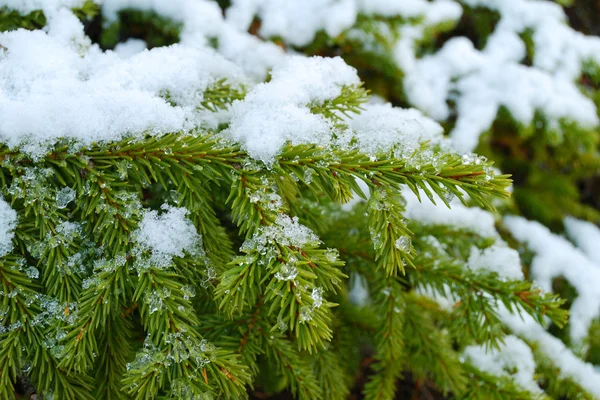 stock image Evergreen fur-tree