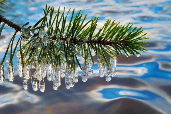 Pine tak met ijspegels — Stockfoto