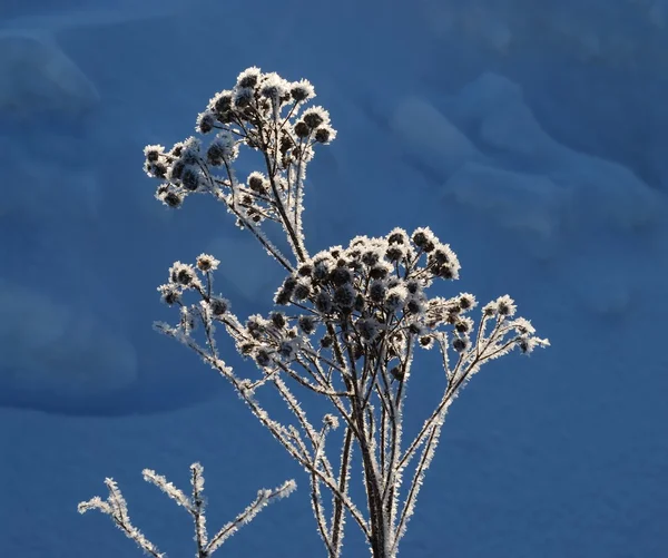 Winter flowers — Stockfoto