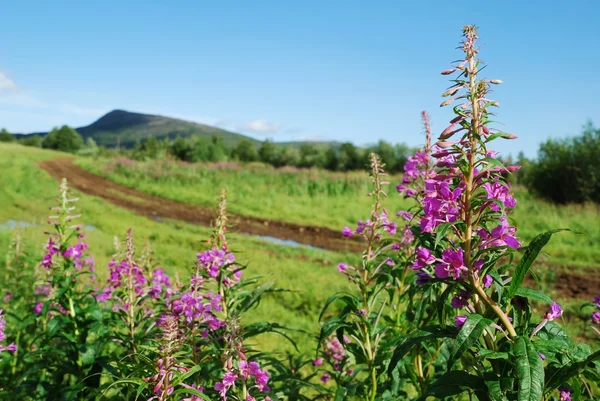 stock image Inflorescence