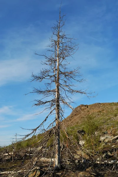 Dead spruce — Stock Photo, Image
