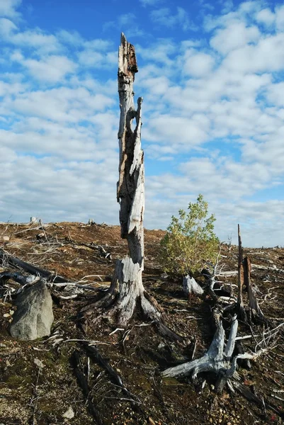 Vecchio albero morto — Foto Stock