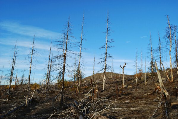 Дерево без зелени
