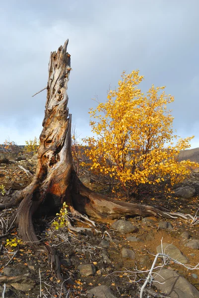 Stump and yellow birch — Stock Photo, Image