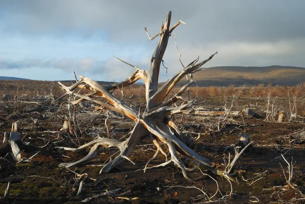 死んだ木の根 — ストック写真