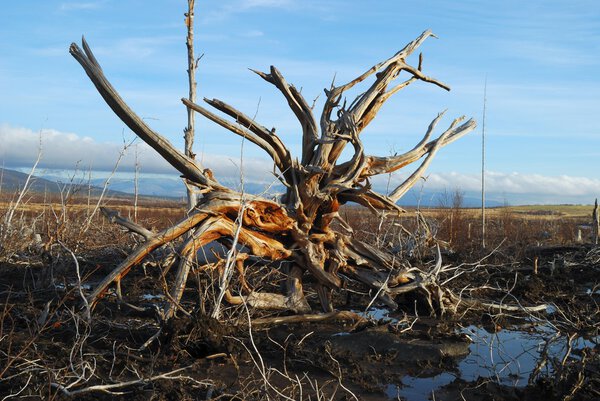 Корни дерева на закате
