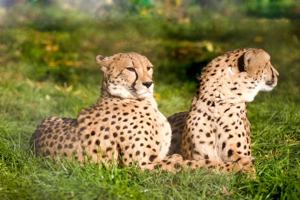 Un par de guepardos. —  Fotos de Stock