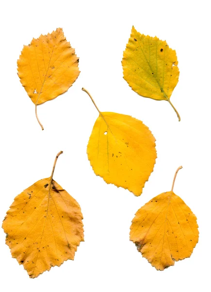 stock image Birch leaves