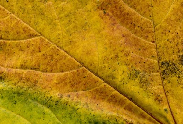 stock image Leaf texture