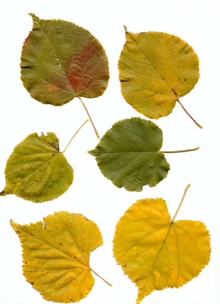 Stock image Lime leaves