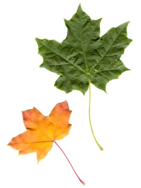 Maple leaf clipart