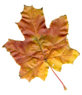 akçaağaç yaprağı