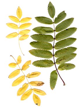 Rowan tree leaves clipart