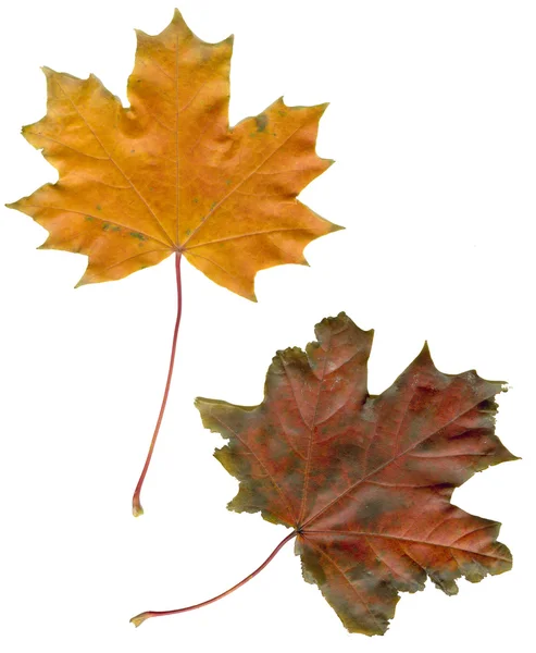 stock image Maple leaves