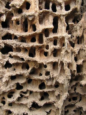 Holes in the wood clipart