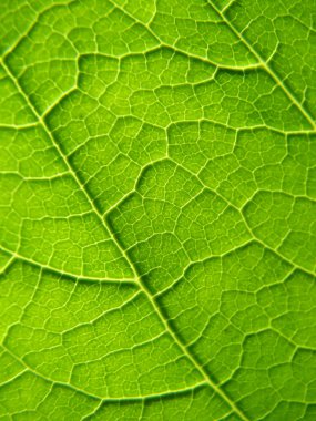 Leaf texture clipart