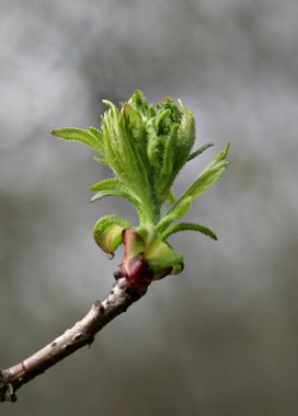 Bahar yaprakları 6