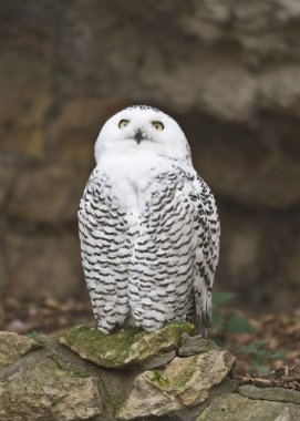 Snowy owl 2 clipart