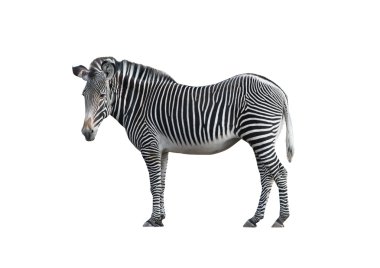 Zebra 2 clipart