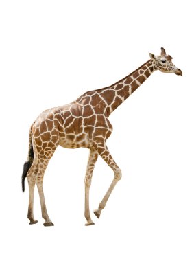 Giraffe clipart