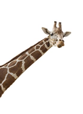 Giraffe clipart