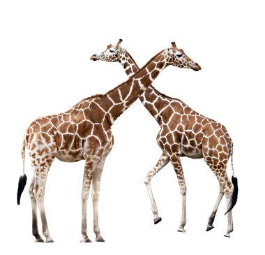 Two giraffes clipart