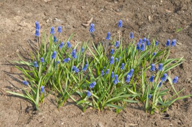 Grape hyacinths clipart