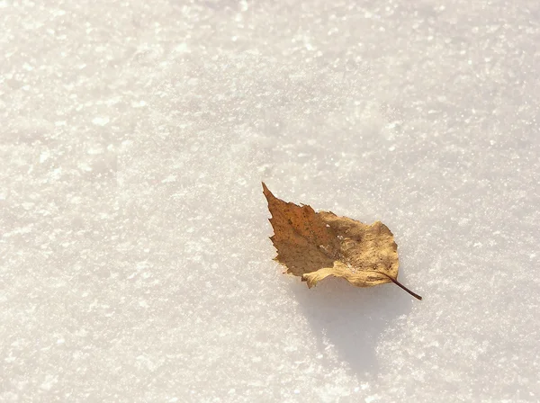 雪の上の葉します。 — ストック写真