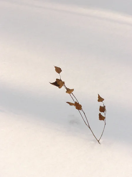 Гілка в снігу — стокове фото