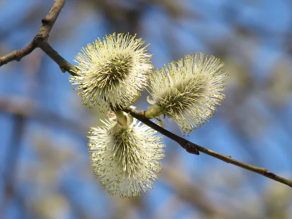 Pussy-willow — Stock Photo, Image