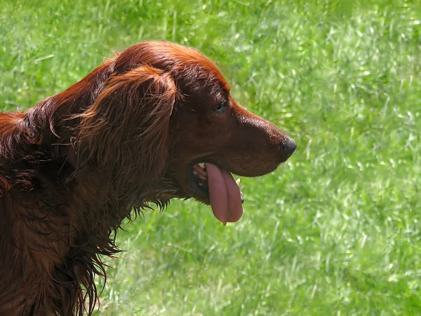 Cão de caça sorridente — Fotografia de Stock