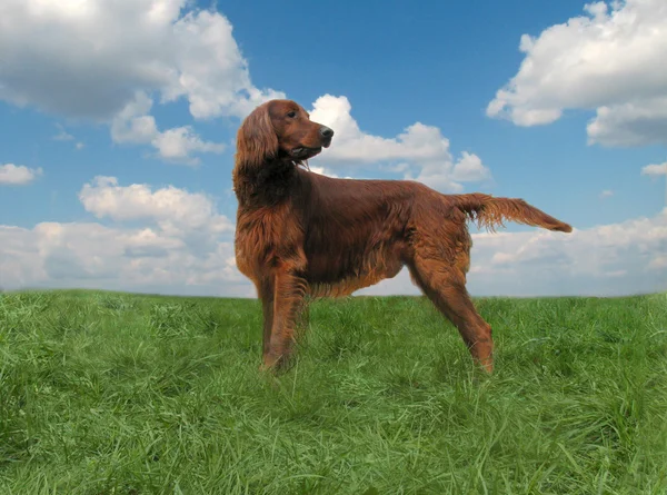 Red setter — Stock Photo, Image