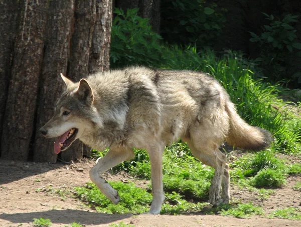 stock image Wolf