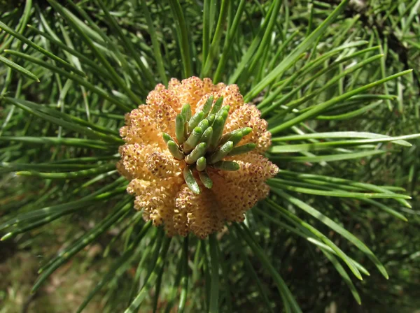 stock image Flowering pine-tree