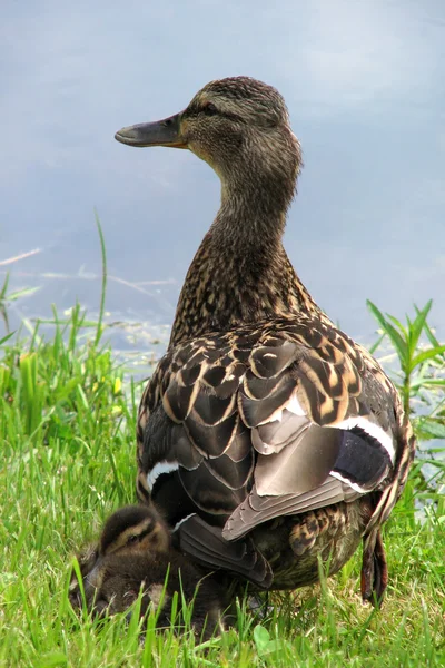 Duck with a duckling — Stock Photo, Image