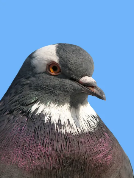 Rock pigeon — Stock Photo, Image