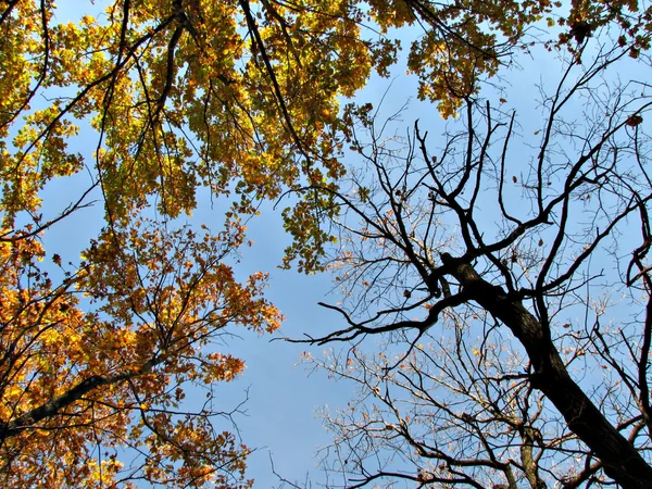 stock image Autumn sky