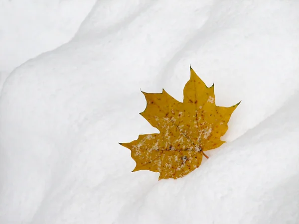 Leaf on snow 2 — Stock Photo, Image