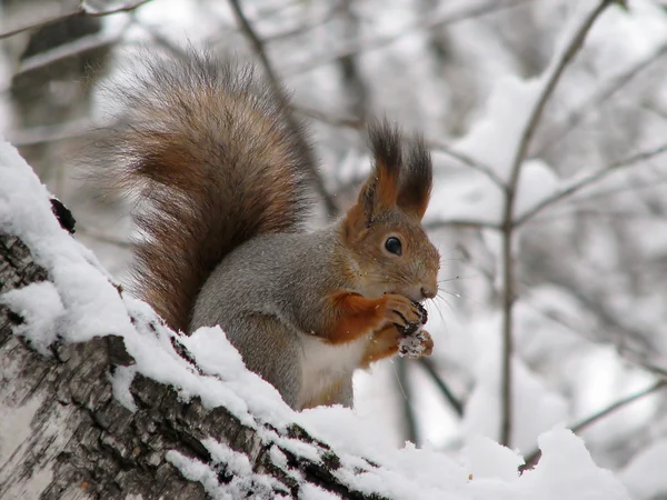 Stock image Squirrel