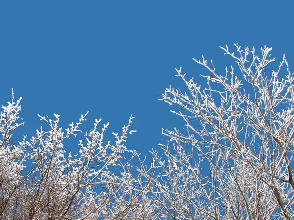 Winter sky — Stock Photo, Image
