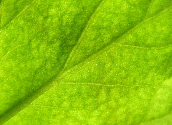 Leaf texture 3 — Stock Photo, Image