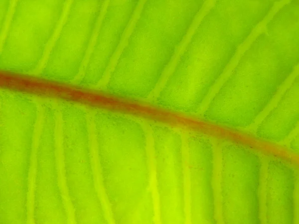 Leaf textur 4 — Stockfoto