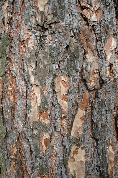 Pine bark — Stock Photo, Image