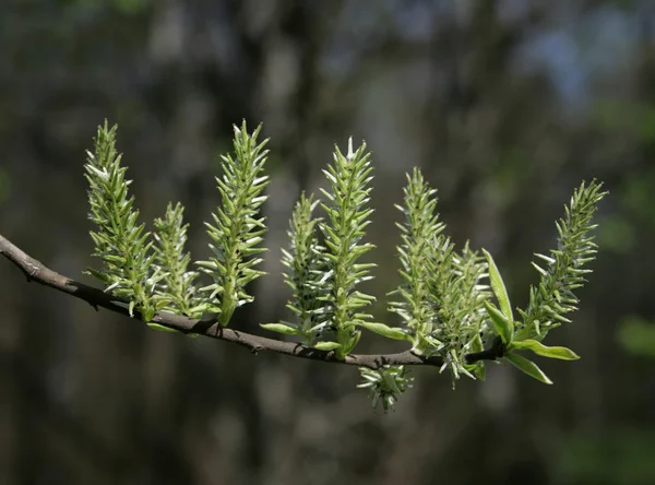 봄 잎 6 — 스톡 사진