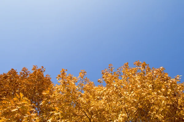 Осенняя граница — стоковое фото