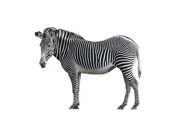 Zebra 2 — Fotografia de Stock
