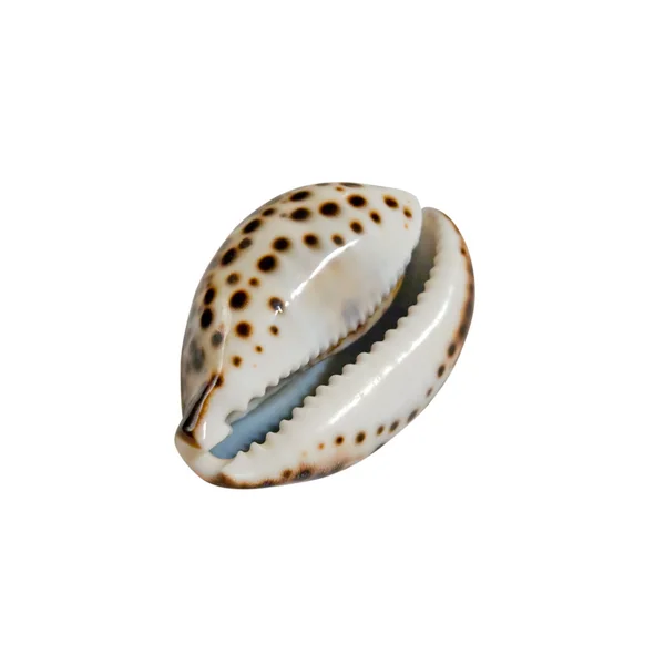 Seashell — Fotografie, imagine de stoc