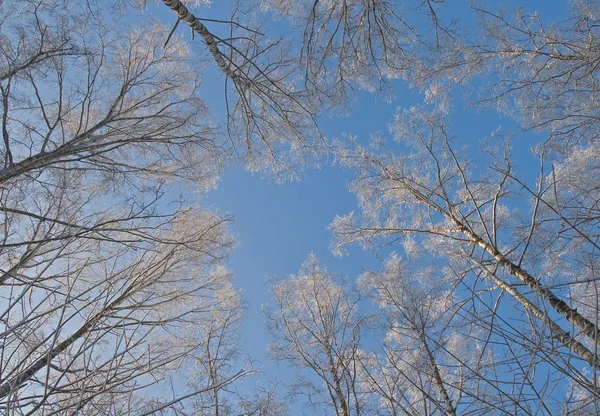 stock image Winter sky