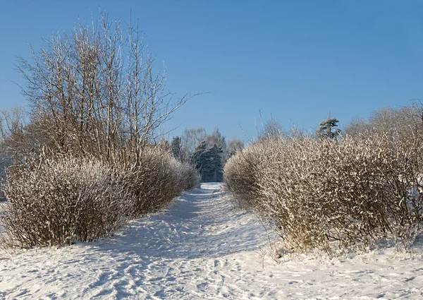 Зимняя аллея — стоковое фото