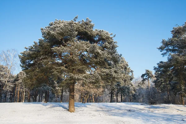Pin-arbre en hiver — Photo